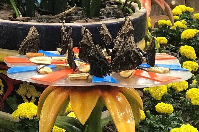 Dubai Butterfly Garden Entry Ticket - Practical Details: When, How, and What to Expect