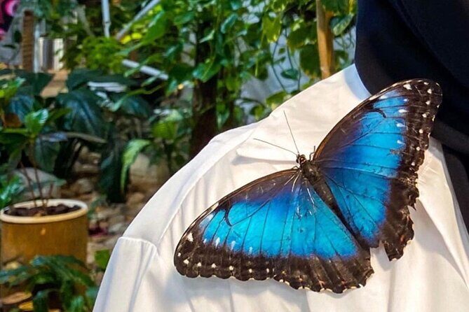 Dubai Butterfly Garden Entry Ticket - FAQ