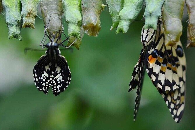 Dubai Butterfly Garden (Escape into nature) - An In-Depth Look at the Dubai Butterfly Garden Experience