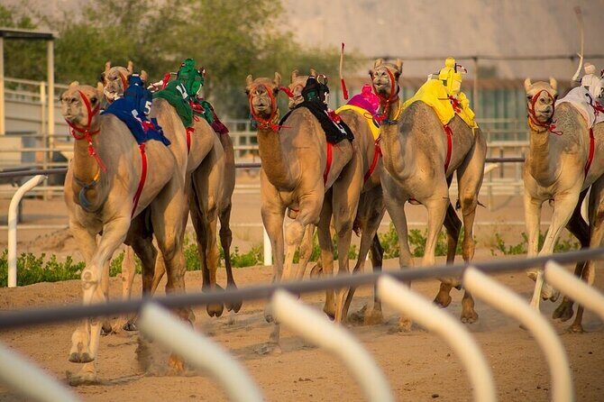 Dubai Camel Race with a Camel Ride - Key Points