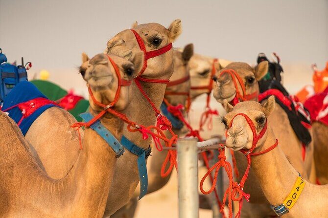 Dubai Camel Race with a Camel Ride - Why This Tour Works for Different Travelers