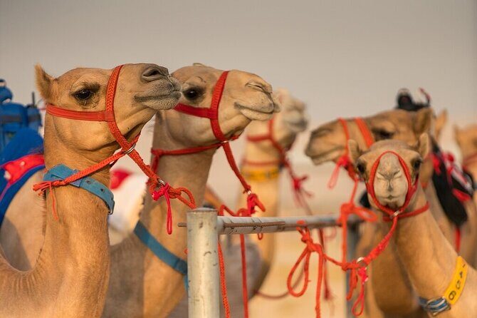 Dubai Camel Race with a Camel Ride - FAQ