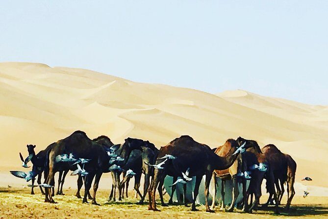 Dubai Desert Adventure Half-Day Tour - FAQ