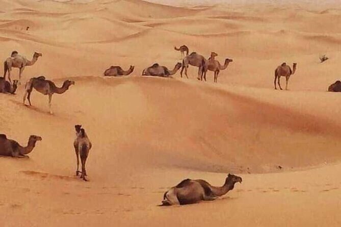 Dubai Desert Safari Adventure - Why This Tour Offers Great Value