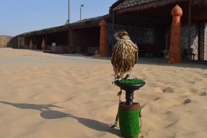 Dubai Desert Safari with Camel Riding, Sand Boarding,BBQ Dinner and 3 Live Shows - Real Guest Perspectives
