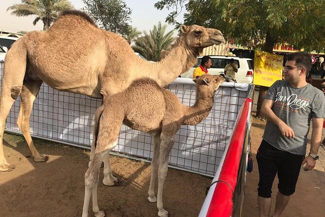 Dubai Desert Safari with Dune Bashing, Camel Ride, & BBQ Dinner - Final Thoughts