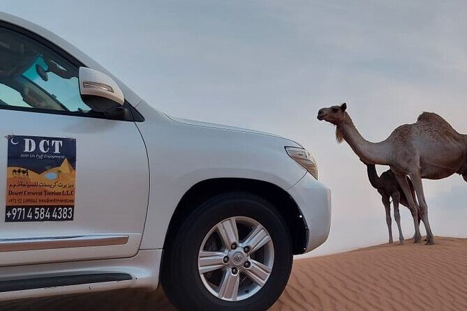 Dubai Desert Safari With Sandboarding & Camel Riding - In The Sum Up