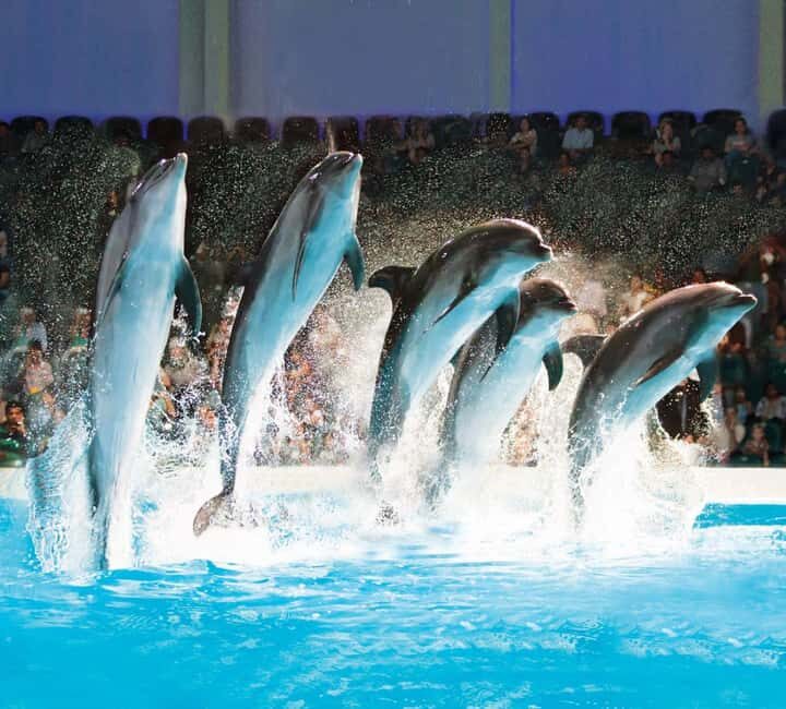Dubai: Dubai Dolphinarium Dolphin, Seal & Bird Show Tickets - Key Points  