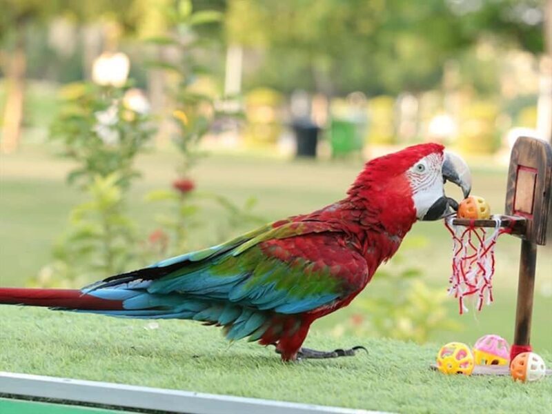 Dubai: Dubai Dolphinarium Dolphin, Seal & Bird Show Tickets - A Closer Look at What to Expect