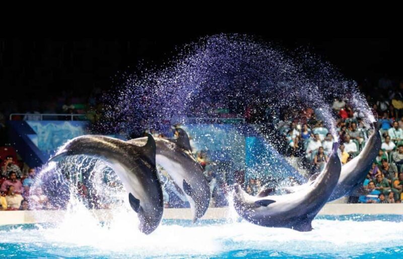 Dubai: Dubai Dolphinarium Dolphin, Seal & Bird Show Tickets - Authentic Experiences from Visitors