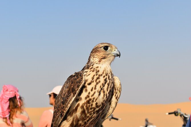 Dubai: Evening Desert Safari, Camel Ride, Shows & BBQ Dinner - Final Thoughts