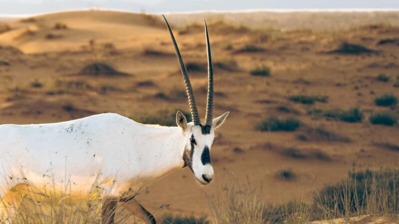 Dubai: Heritage Desert Safari wtih Overnight and Breakfast - FAQ