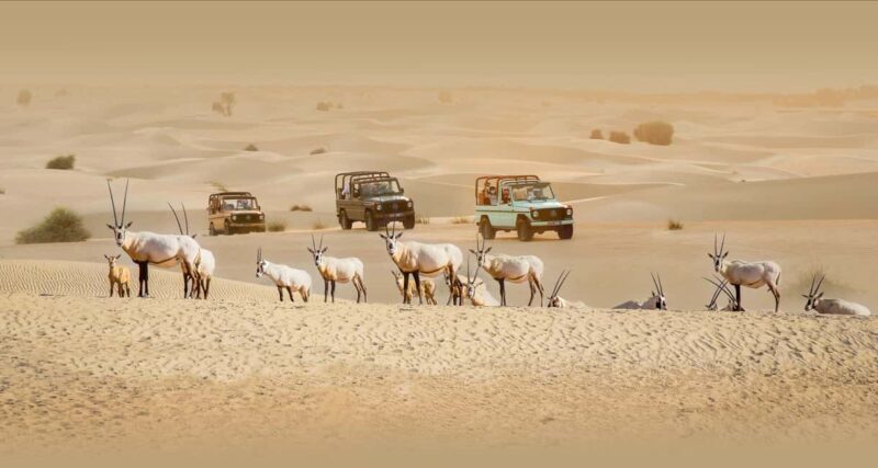 Dubai: Heritage Safari, Camel Ride & Al Marmoom Oasis Dinner - Key Points