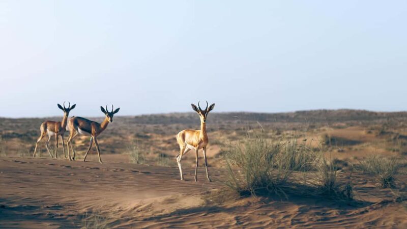 Dubai: Heritage Safari in Vintage Land Rover with Dinner - Frequently Asked Questions