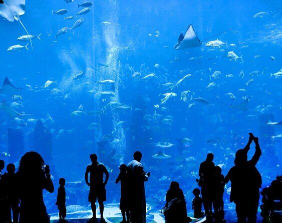 Dubai Lost Chambers Dive Discovery - Dubai Lost Chambers Dive Discovery: An Underwater Adventure in the Heart of Dubai
