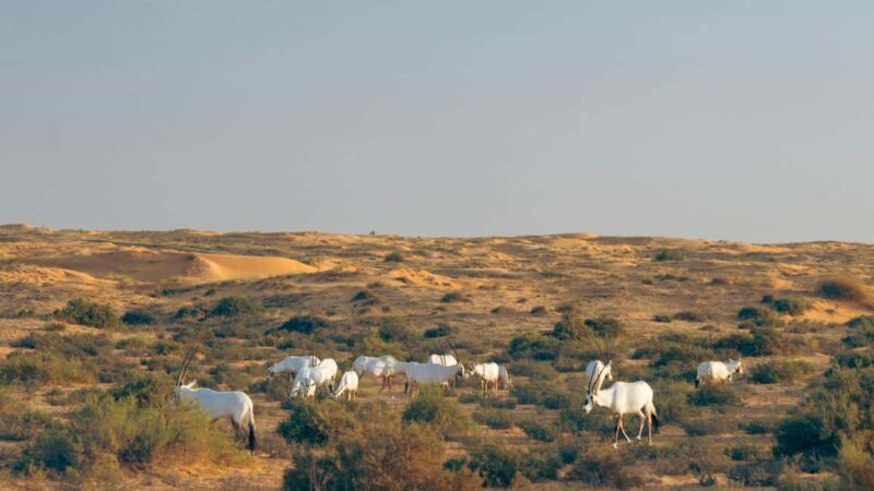 Dubai: Luxury Safari with Michelin-Curated 5-Course Dinner - Exploring the Experience in Detail