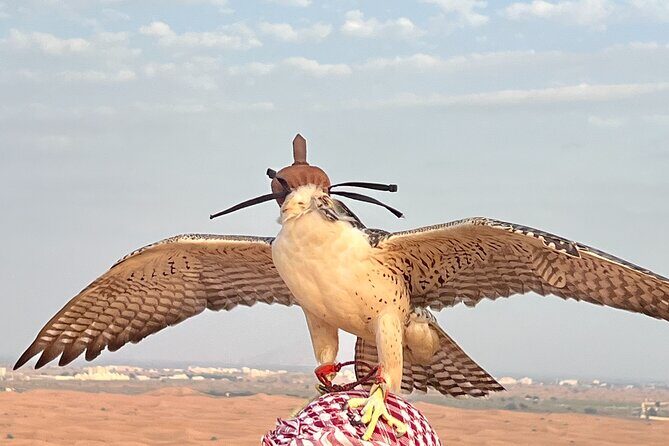 Dubai Morning Desert Safari Red Dune Camel Falcon & Sandboarding - Additional Considerations  