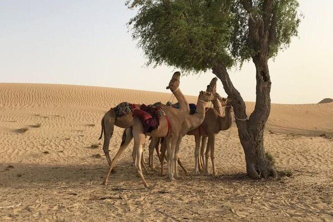 Dubai: Morning Desert Safari with Camel Ride & Sandboarding - The Experience Breakdown  