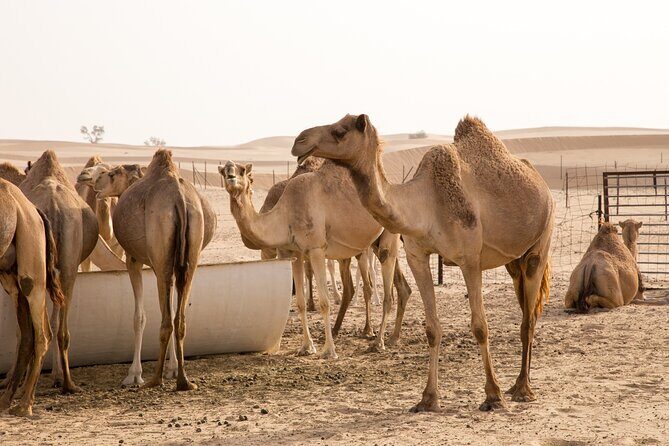 Dubai: Morning Desert Safari with Camel Ride & Sandboarding - Frequently Asked Questions  