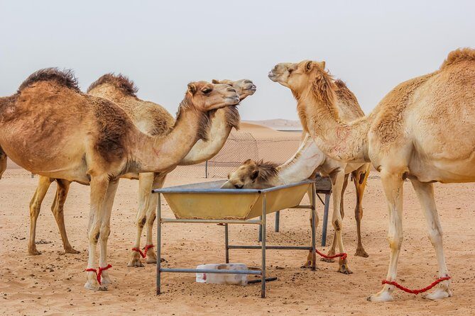 Dubai Overnight Desert Safari with BBQ Dinner & Morning Breakfast - Key Points