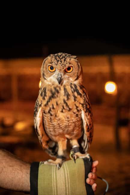Dubai: Private Night Safari & Astronomy with 3-Course Dinner - FAQ