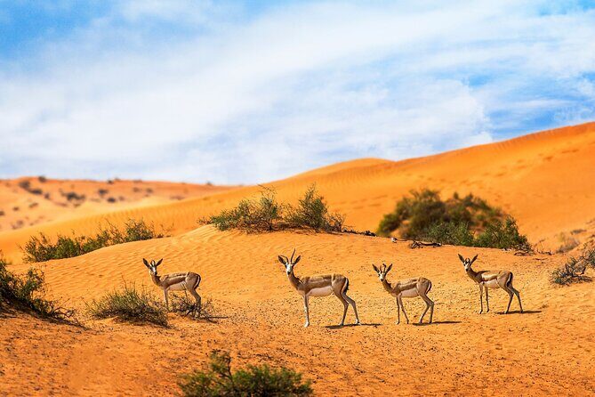 Dubai Private Sunset Desert Drive with Wildlife Experience - An Overview of the Dubai Private Sunset Desert Drive