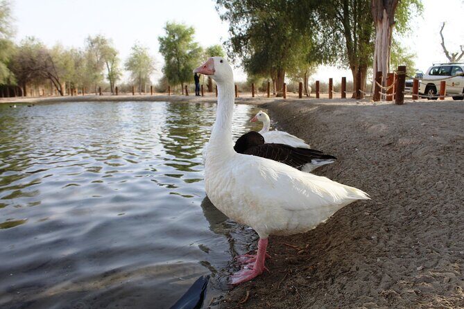 Dubai Private Sunset Desert Drive with Wildlife Experience - The Sandboarding Experience