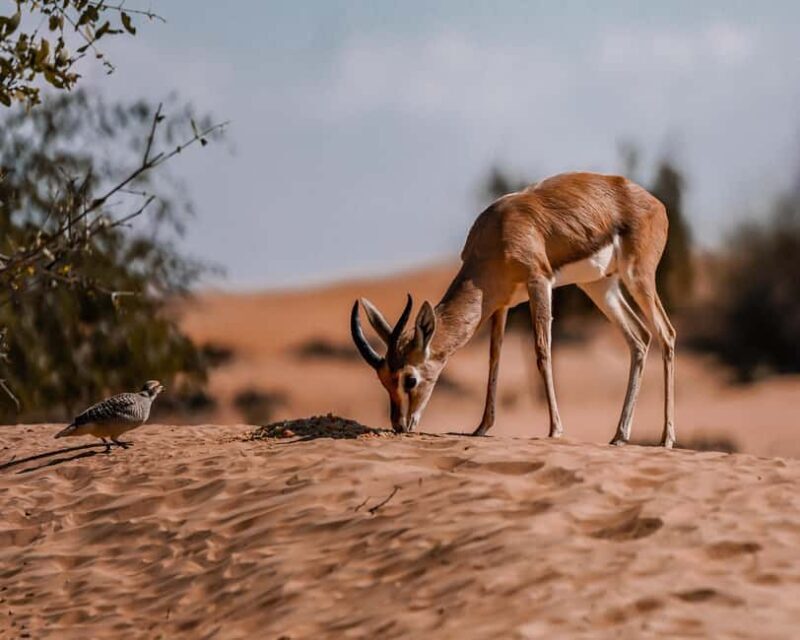 Dubai Red Dunes Safari: Dune Bashing, Camel Ride & Breakfast - Key Points