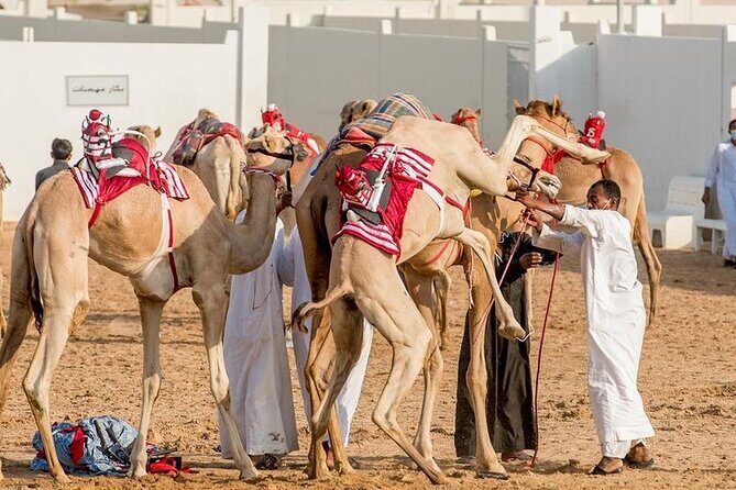 Dubai Royal Camel Race with Prime Seats & Short Camel Ride - Practicalities and Logistics