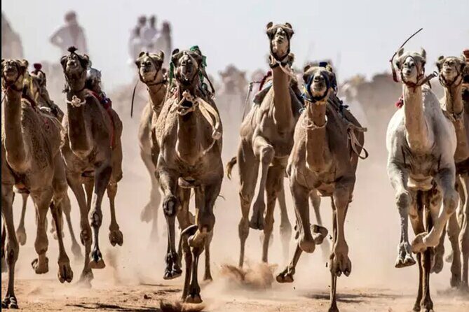 Dubai Royal Camel Race with Prime Seats & Short Camel Ride - Who Is This Tour For?