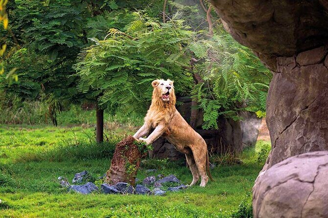 Dubai Safari Park - The Sum Up