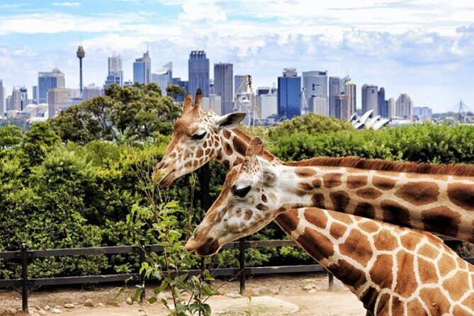 Dubai Safari Park - FAQ