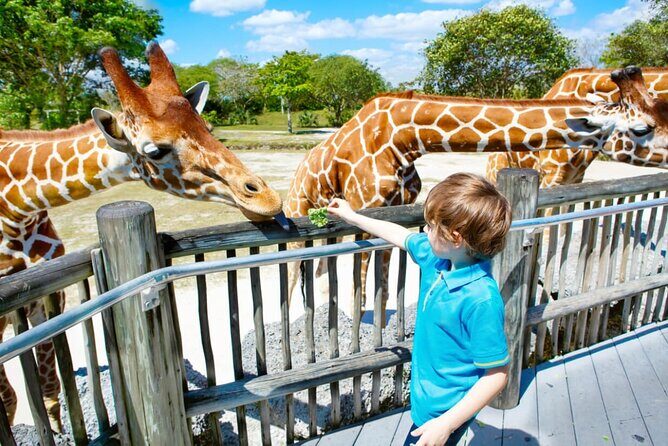 Dubai Safari Park - Key takeaways
