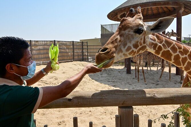 Dubai Safari Park - The itinerary in detail