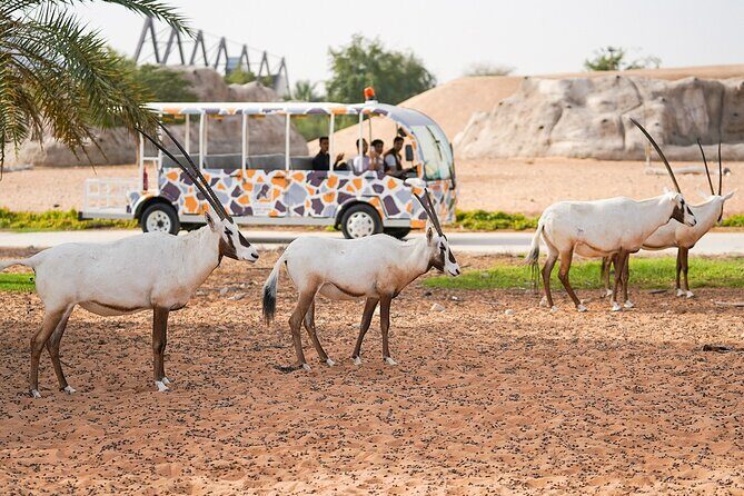 Dubai Safari Park - Practical aspects and logistics
