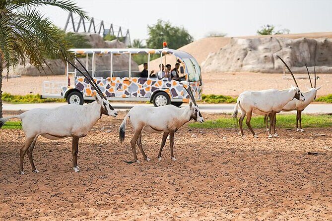 Dubai Safari Park Entry Tickets - What to Expect from Dubai Safari Park