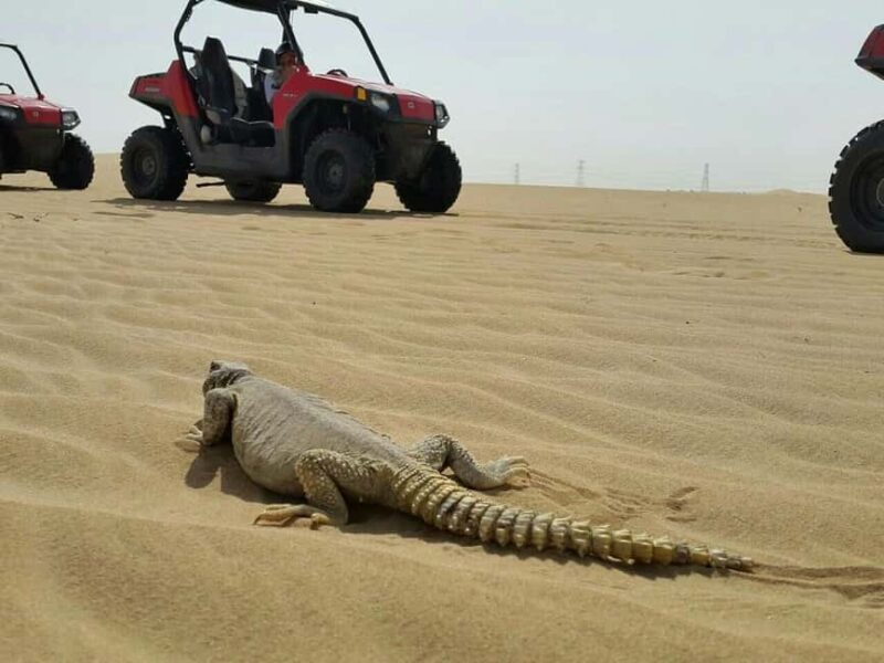 Dubai: Self-Drive Dune Buggy Safari with Pickup and Drop-Off - Dubai: Self-Drive Dune Buggy Safari with Pickup and Drop-Off