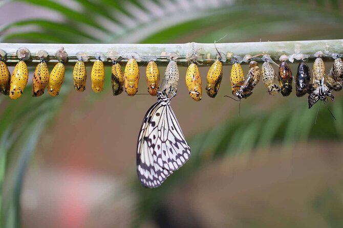 Dubai: Skip-The-Line Ticket to Butterfly Garden - Final Summary