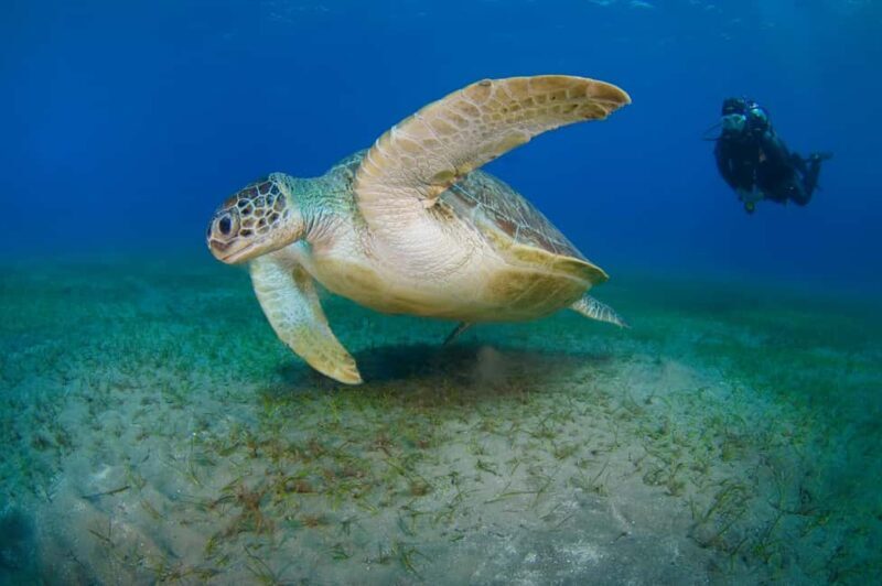 Dubai to Fujairah: First Scuba Diving + Transfer & BBQ - Practical Tips for Making the Most of Your Trip