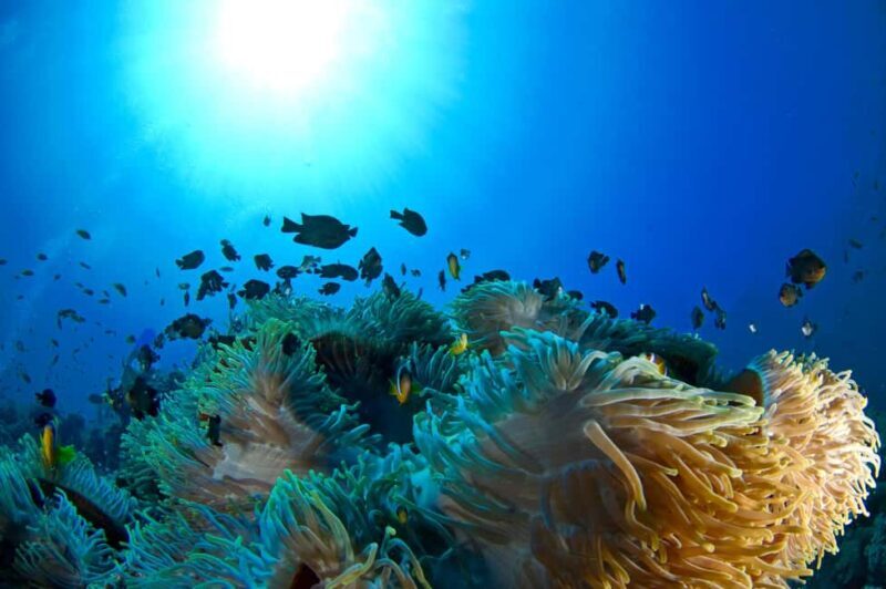 Dubai to Fujairah: First Scuba Diving + Transfer & BBQ - The Sum Up