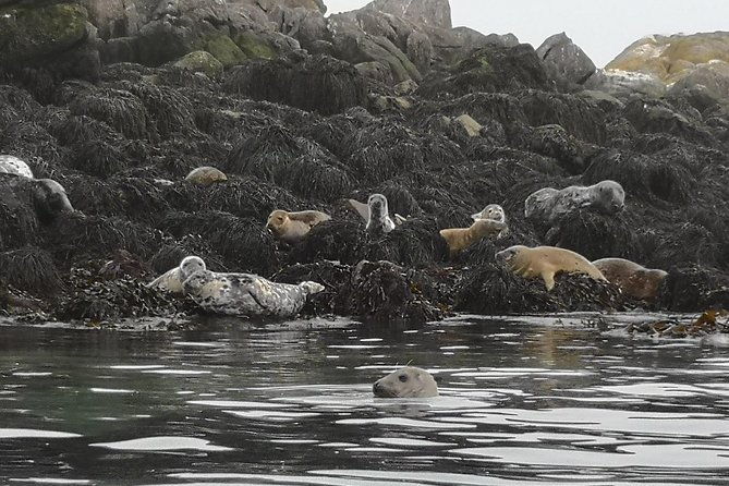 dublin-bay-seal-kayaking-safari-at-dalkey