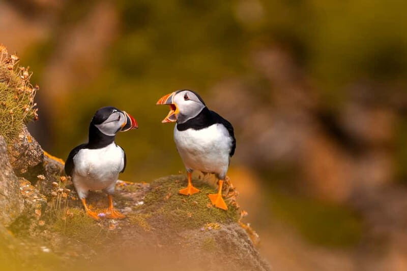 Dublin: Dublin Bay, Howth Coast and Ireland's Eye Boat Tour - Who Will Love This Tour?