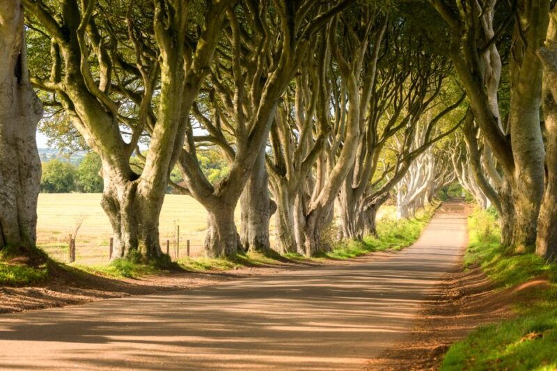 dublin-giants-causeway-dark-hedges-dunluce-belfast-tour-2
