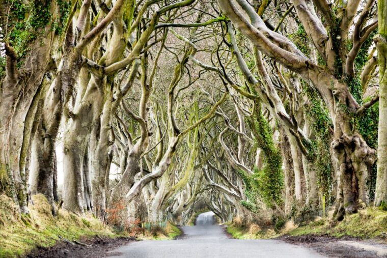 dublin-giants-causeway-dark-hedges-dunluce-belfast-tour