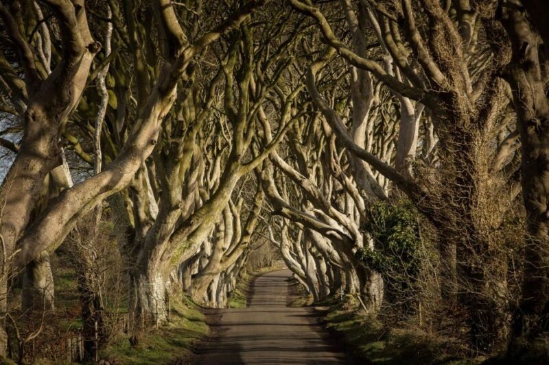 dublin-giants-causeway-dark-hedges-titanic-guided-tour
