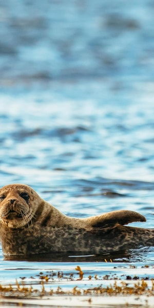 dublin-howth-coastal-boat-tour