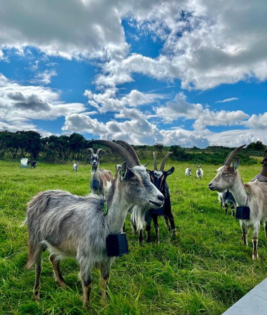 dublin-howth-safari-hiking-tour