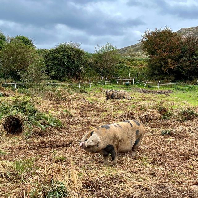 dublin-howth-safari-hiking-tour