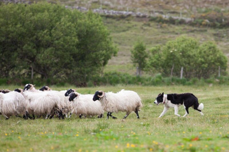 dublin-kilkenny-wicklow-glendalough-tour-sheepdog-show