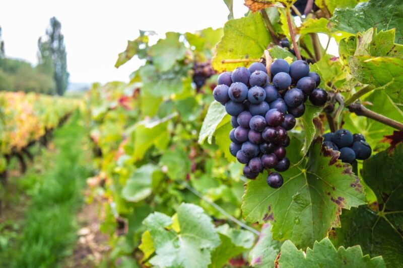 dublin-private-wine-tasting-tour-with-wine-expert